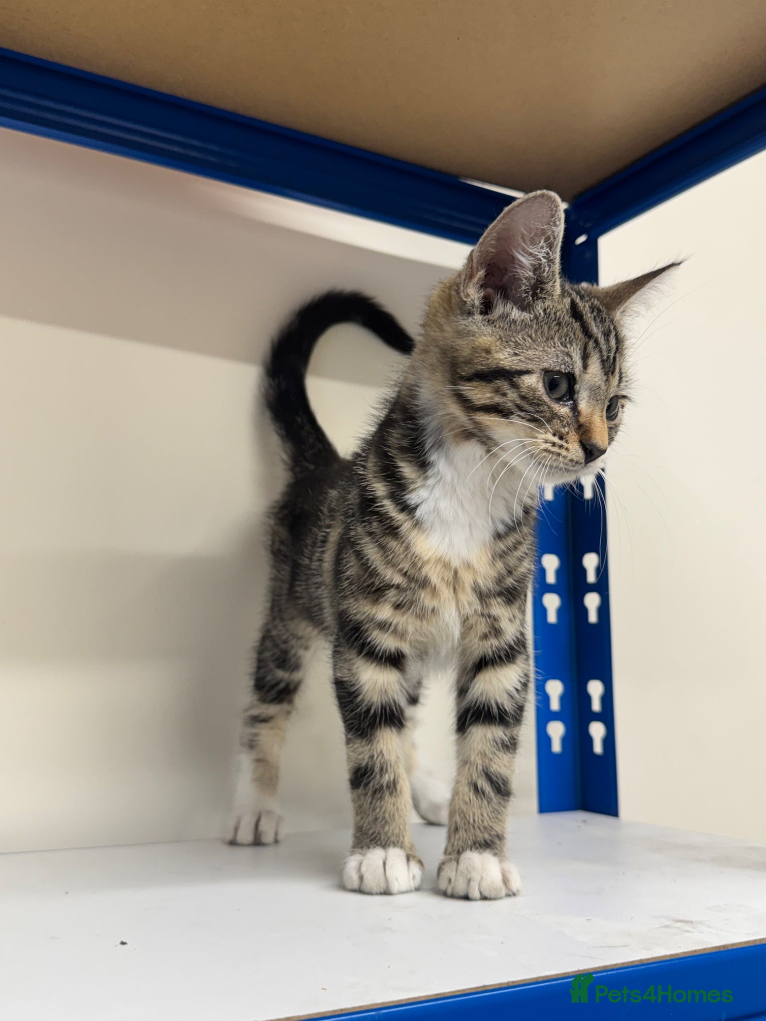 Mixed Breed cats Kitten tabby female beautiful - Advert 2