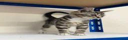 Mixed Breed cats for sale: Kitten tabby female beautiful - Advert 3