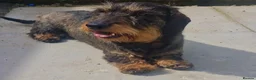 Dachshund dogs for sale: Wirehaired daschund pups - Advert 22