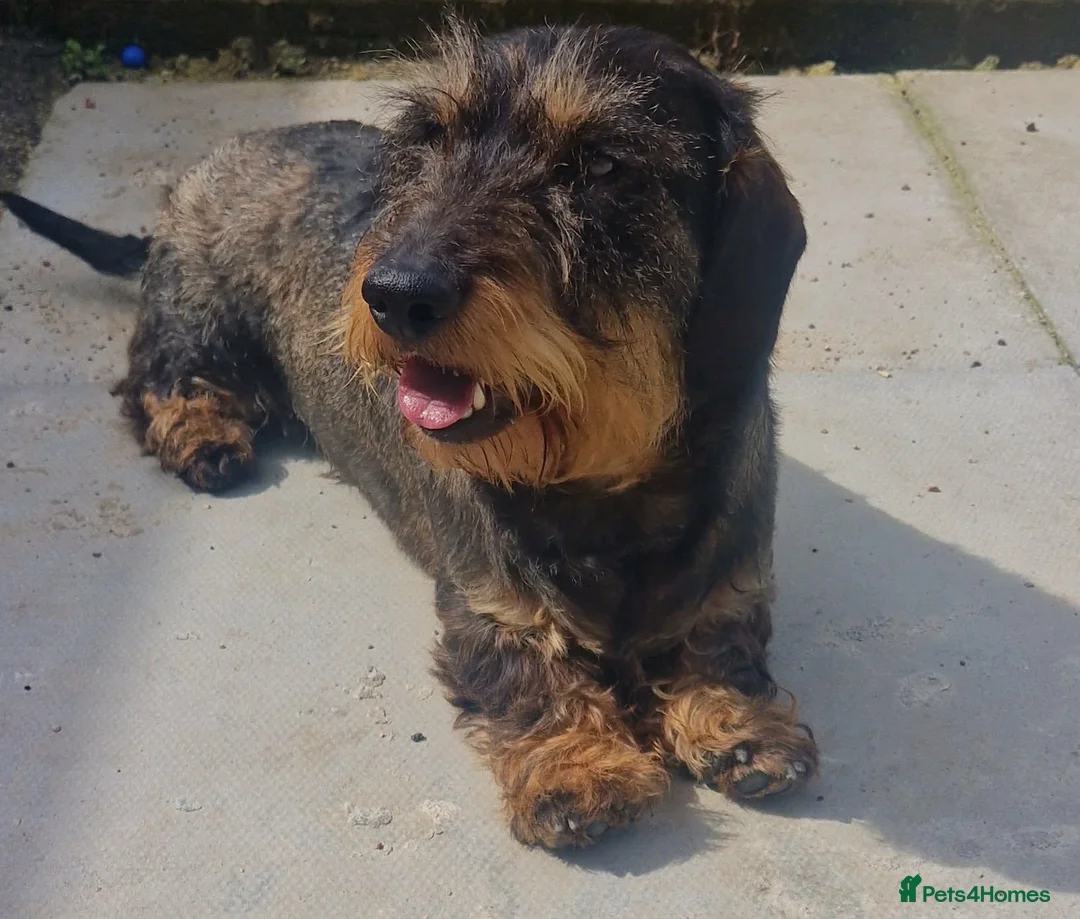 Dachshund dogs for sale: Wirehaired daschund pups - Advert 22