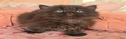 Munchkin cats for sale: 'Rughugger'Minuet kittens - Advert 11