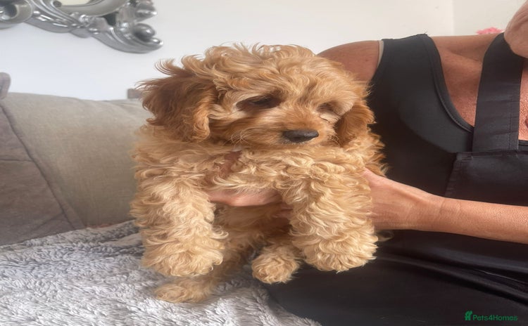 Cavapoo dogs - Advert 1