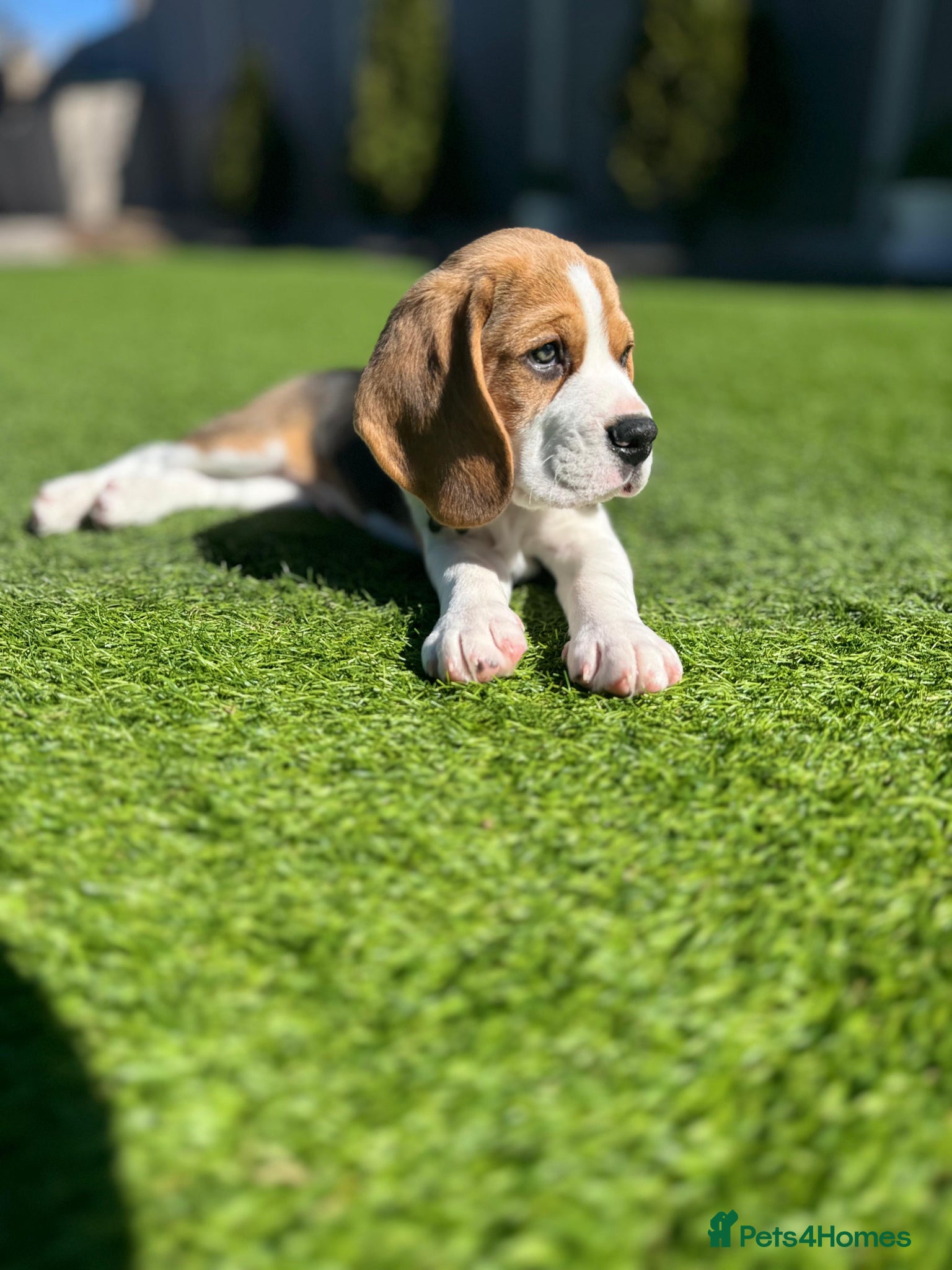 Beagle dogs 🐶 Beautiful Purebred Pedigree Beagle Puppy - Advert 1
