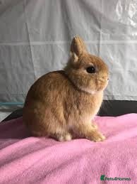 Netherland Dwarf rabbits Netherland dwarf  - Advert 4