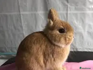 Netherland Dwarf rabbits Netherland dwarf - Advert 18