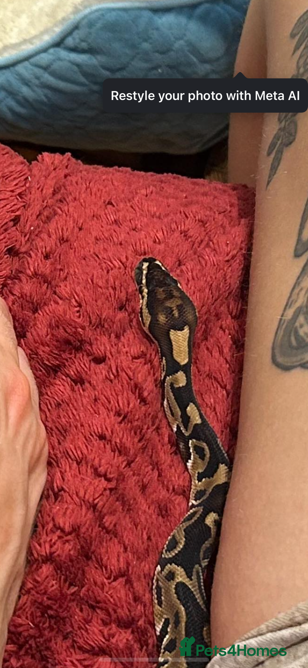 Python Snake reptiles for sale: Leopard python for sale, collection only - Advert 1