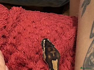 Python Snake reptiles Leopard python for sale, collection only - Advert 1