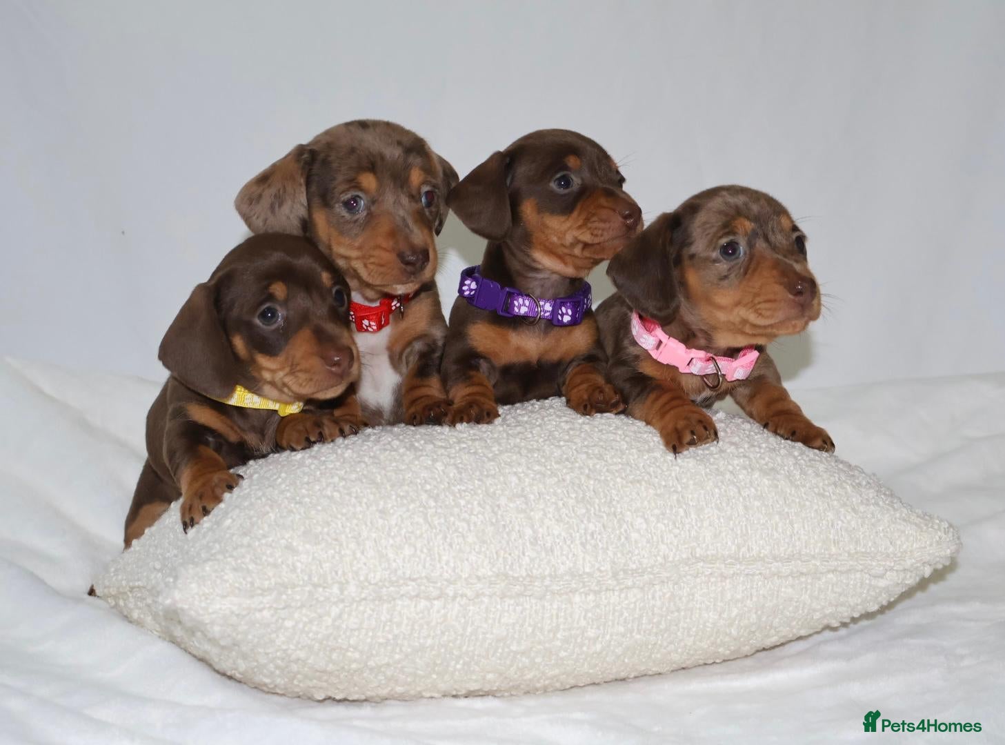 Miniature Dachshund dogs Miniature dachshund puppies 🐶  - Advert 11