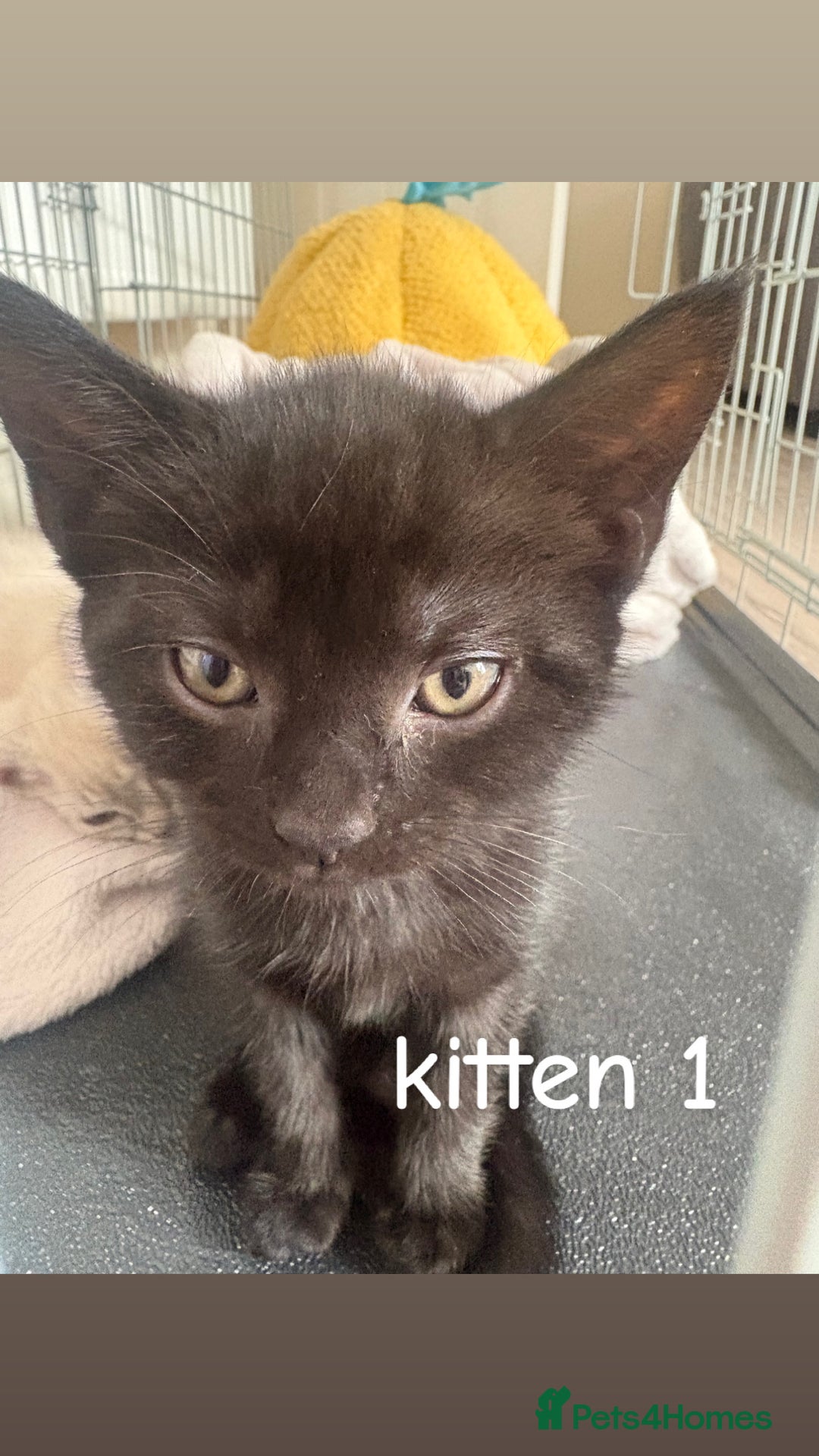 British Shorthair cats for sale: 2 British shorthair 1 British longhair kittens - Image 3