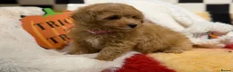 Poochon dogs for sale: Stunning litter of poochons ready now - Advert 18