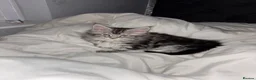 Maine Coon cats for sale: Main coon male sable tabby  in Widnes - Advert 3
