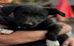 Mixed Breed dogs for adoption: FINN - a Lovely little puppy boy for a Loving Home - Image 5