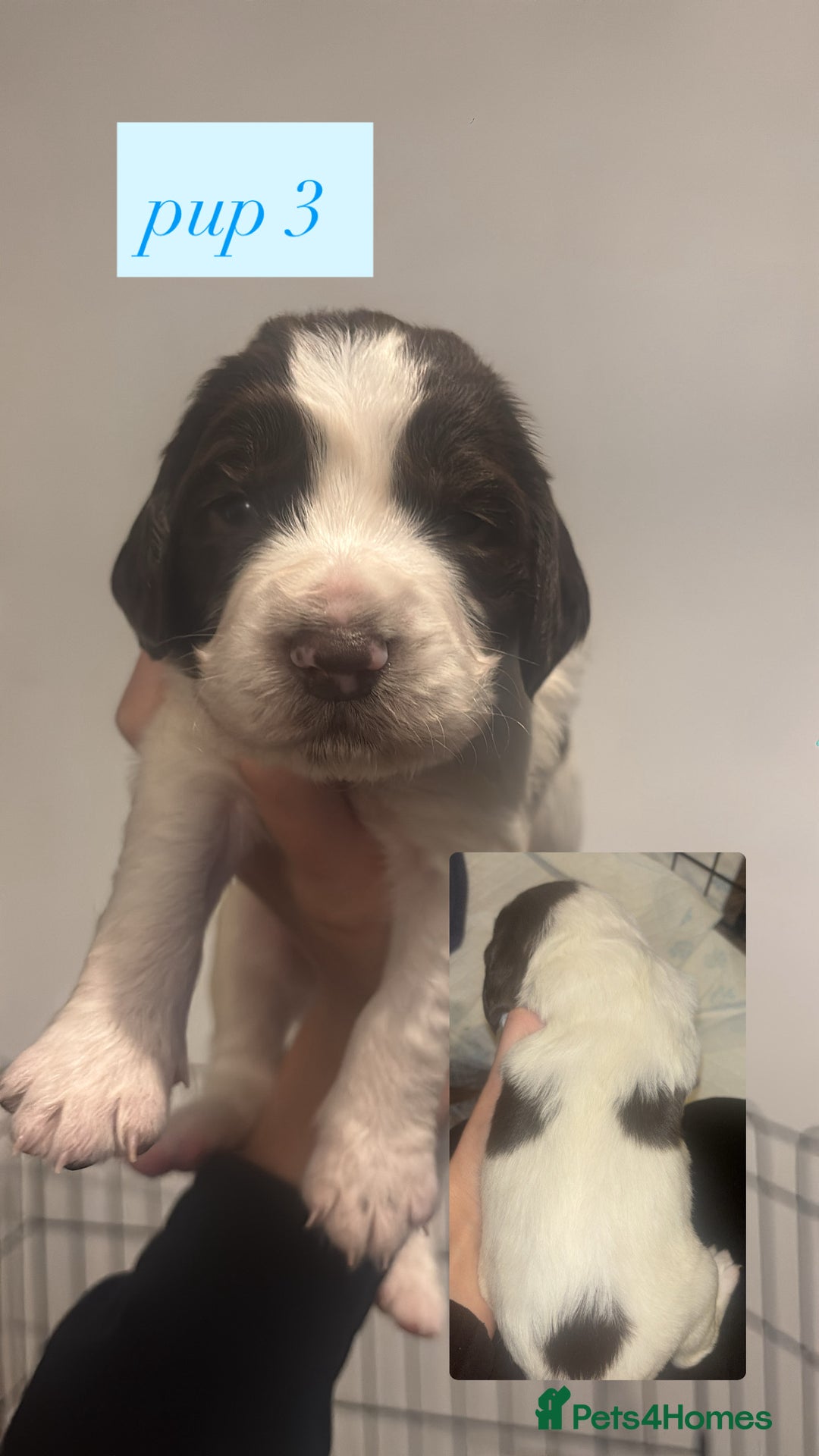 English Springer Spaniel dogs for sale: For sale - Advert 6