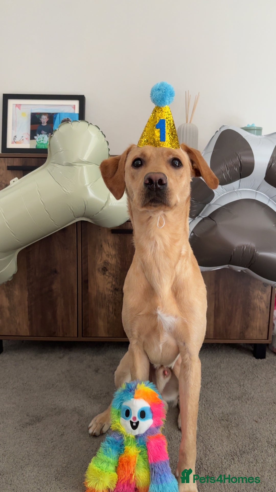 Labrador Retriever dogs for sale: SULLY Male Golden Labrador Retriever  - Image 1