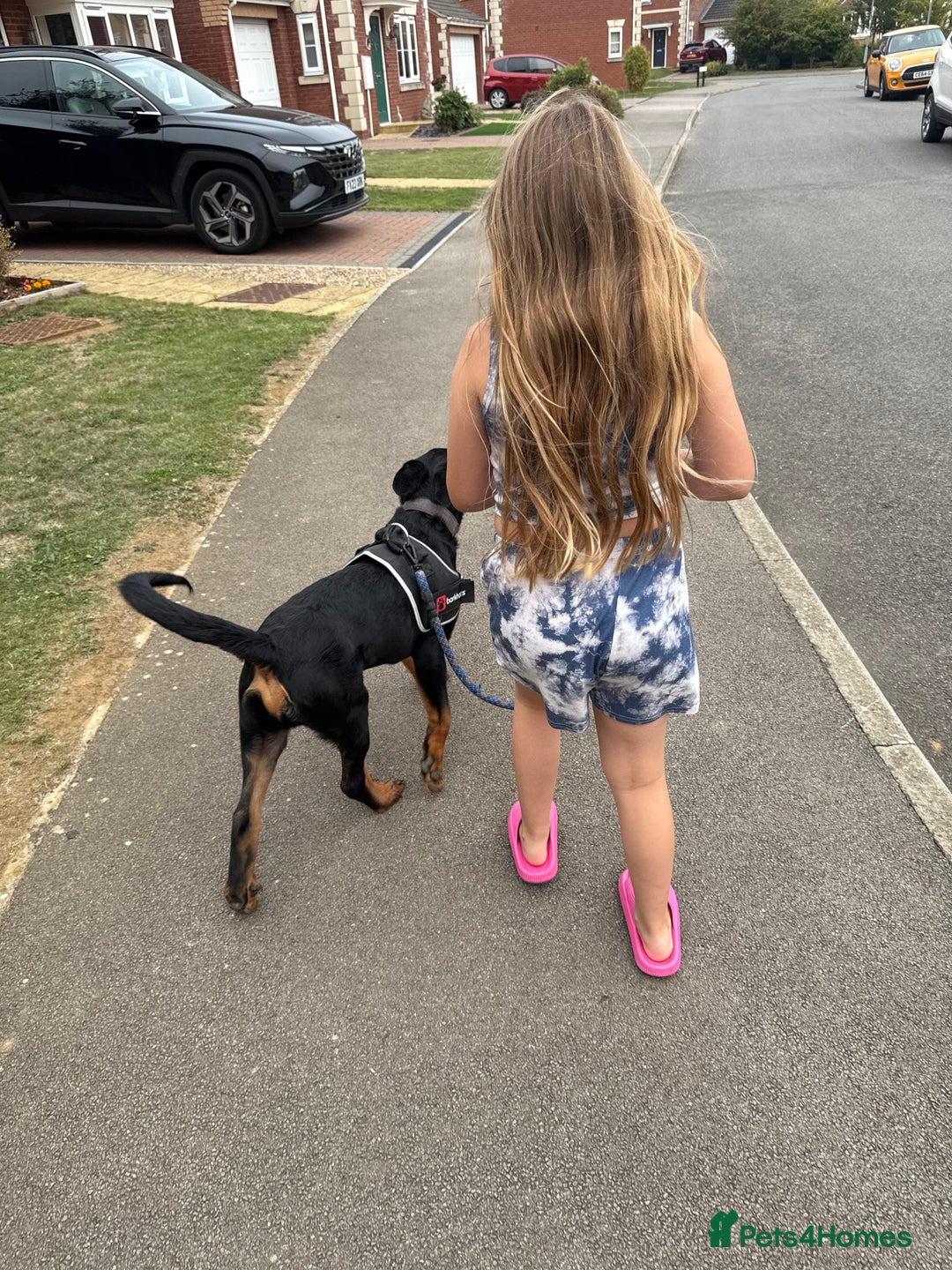 Rottweiler dogs for sale: Rottweiler pup for rehome - Advert 21