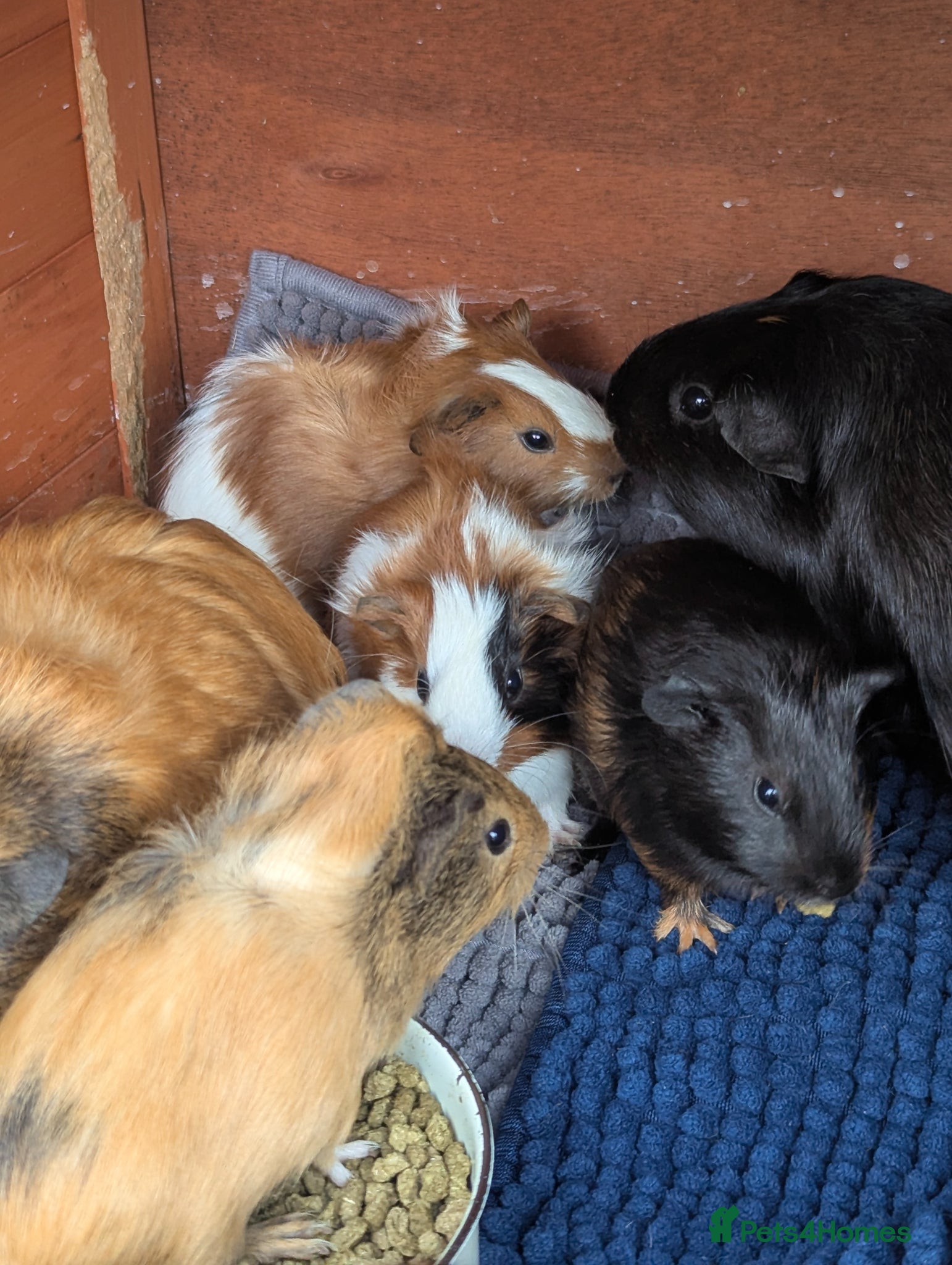 Guinea Pig rodents for sale: Beautiful mixed litter of baby guinea piggies. - Advert 2