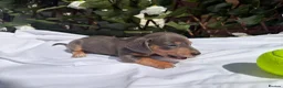 Miniature Dachshund dogs for sale: BEAUTIFUL TINY MINIATURE DASCHUNDS DAPPLE KC  - Advert 5