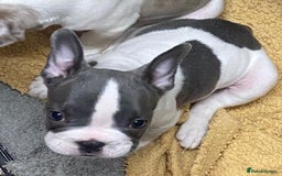French Bulldog dogs for sale: REDUCED last 3 females don’t miss out great price - Image 5