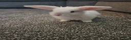 Mini Lop rabbits for sale: Mini lop rabbits for sale - Advert 17