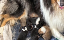 Rough Collie dogs for sale: KC Reg Unaffected Rough Collie Puppies - Image 4