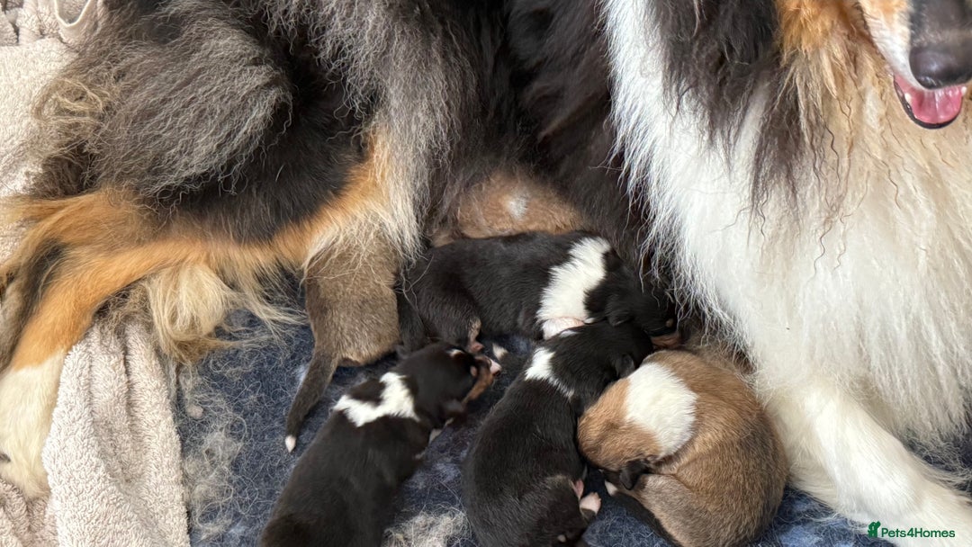 Rough Collie dogs for sale: KC Reg Unaffected Rough Collie Puppies - Image 4