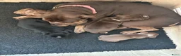 Olde English Bulldogge dogs for sale: Olde English bulldogs - Advert 8