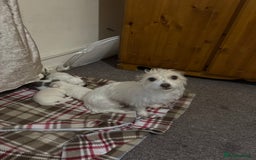 Mixed Breed dogs for sale: Pomeranian × Poodle × Chihuahua Puppies  - Image 14
