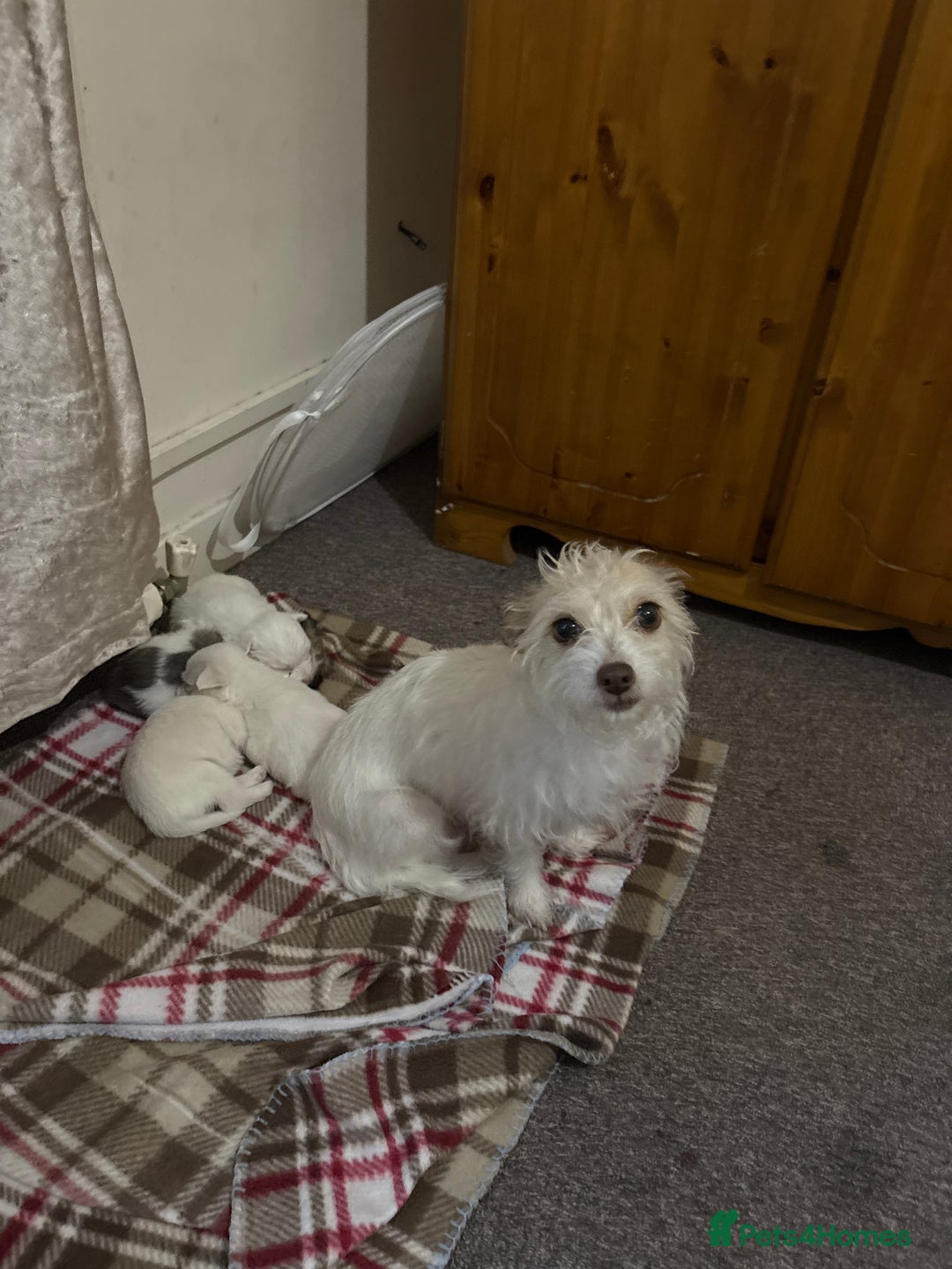 Mixed Breed dogs for sale: Pomeranian × Poodle × Chihuahua Puppies  - Image 14