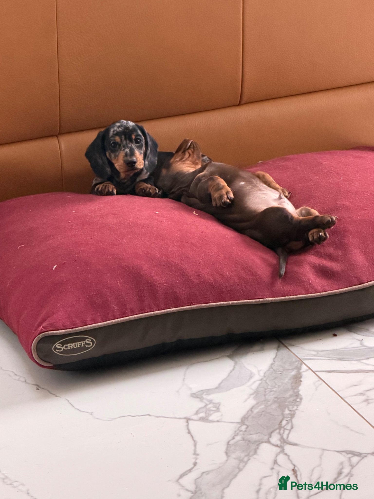 Miniature Dachshund dogs KC Mini Dachshund Puppies **READY NOW** - Advert 2