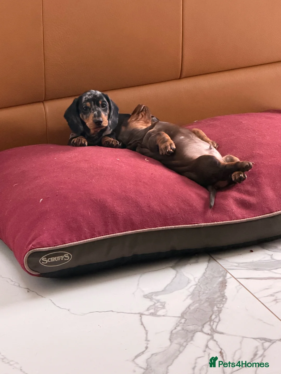Miniature Dachshund dogs for sale: KC Mini Dachshund Puppies **READY NOW** - Advert 2