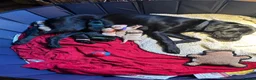 Labrador Retriever dogs for sale: Beautiful Labrador puppies - Advert 5