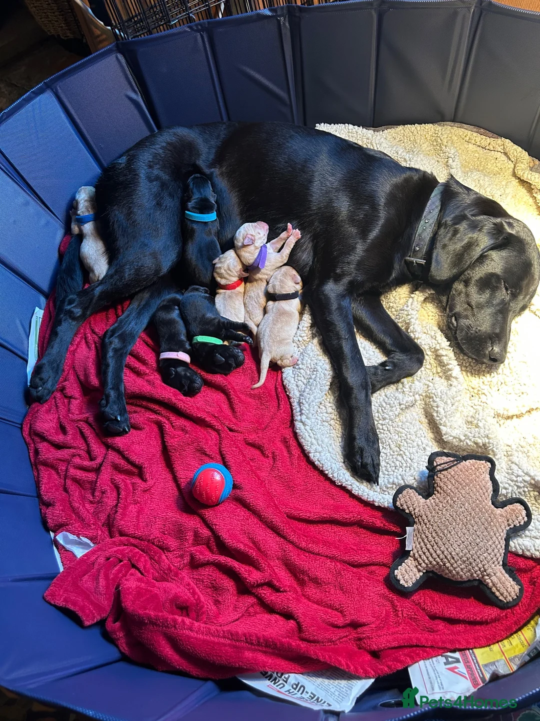 Labrador Retriever dogs for sale: Beautiful Labrador puppies - Advert 5