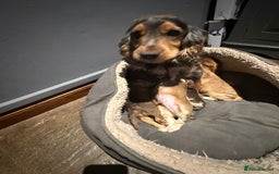 Cocker Spaniel dogs for sale: Wonderful show type cocker spaniels - Image 1
