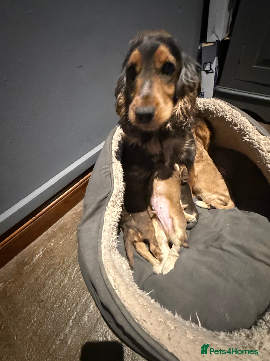 Cocker Spaniel dogs for sale: Wonderful show type cocker spaniels - Image 1