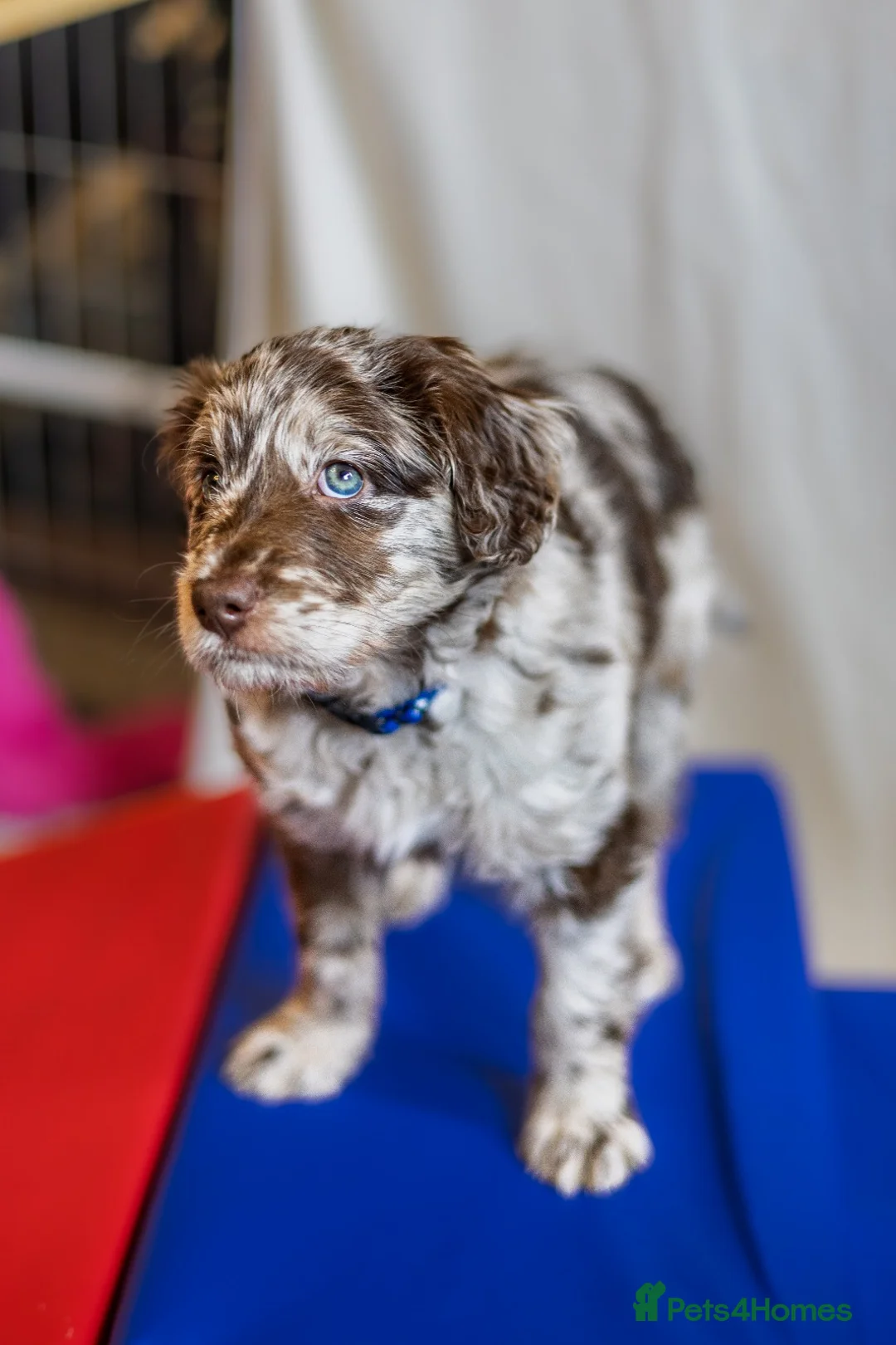 Bordoodle dogs for sale: 🌙☀️Waiting List Open🌙☀️ - Advert 17