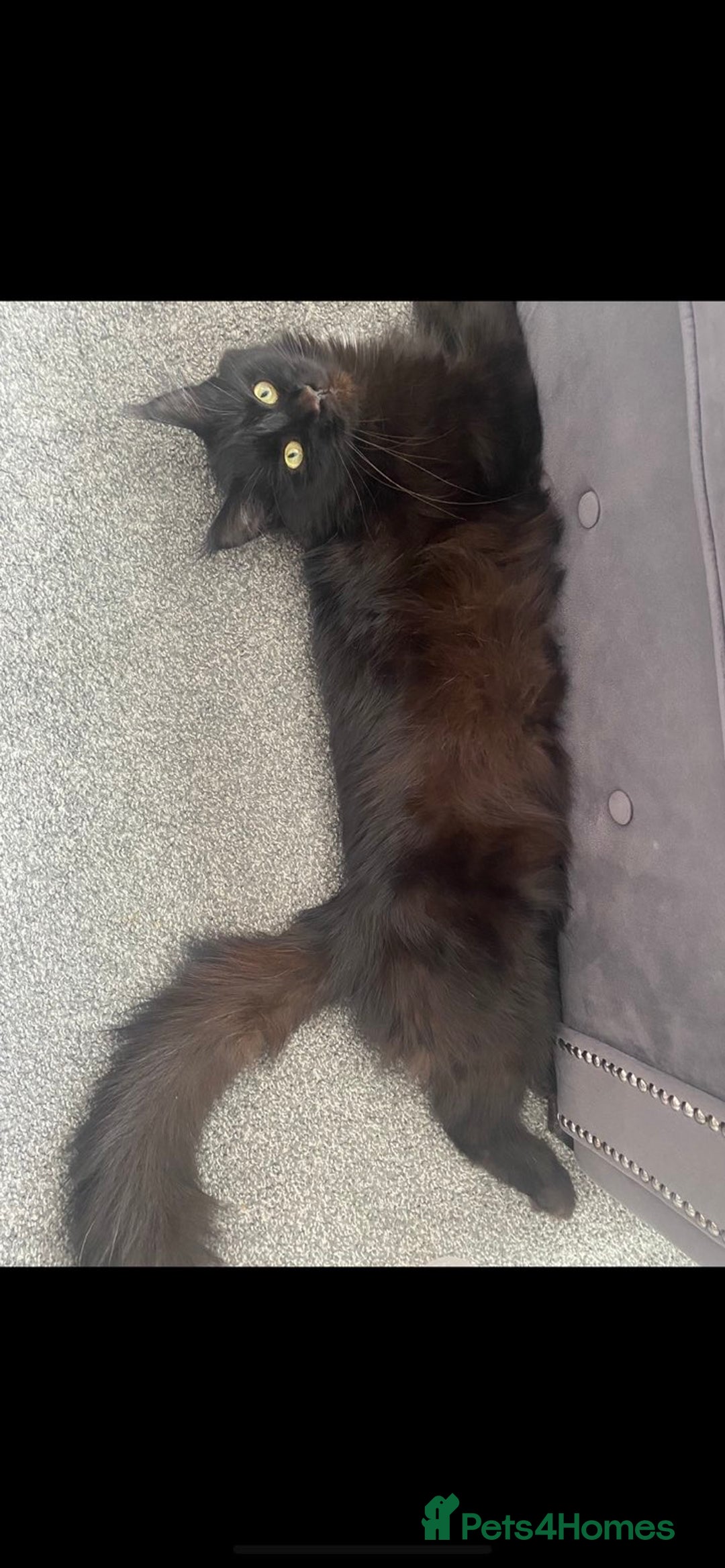 Maine Coon cats for sale: Mane coon cross  - Advert 1