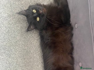 Maine Coon cats Mane coon cross - Advert 1