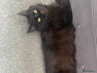 Maine Coon cats Mane coon cross - Advert 17