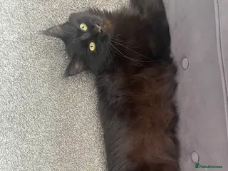 Maine Coon cats Mane coon cross - Advert 17