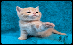 Scottish Fold cats for sale: TICA Registered Scottish kittens - Image 19