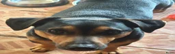 Jack Russell dogs for stud: Denzel proven Jack Russell.. new to the stud world - Advert 3