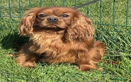 Cavalier King Charles Spaniel dogs for sale: GORGEOUS KC KING CHARLES CAVALIER PUPPYS - Image 8