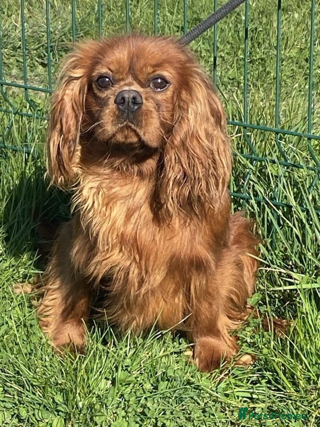 Cavalier King Charles Spaniel dogs for sale: GORGEOUS KC KING CHARLES CAVALIER PUPPYS - Image 8
