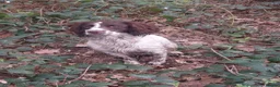English Springer Spaniel dogs for sale: 2 male spaniel pups - Advert 1