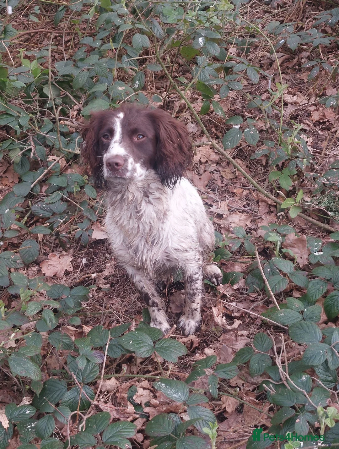 English Springer Spaniel dogs for sale: 2 male spaniel pups - Advert 1