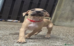 Mixed Breed dogs for sale: Staff cross pups - Image 13