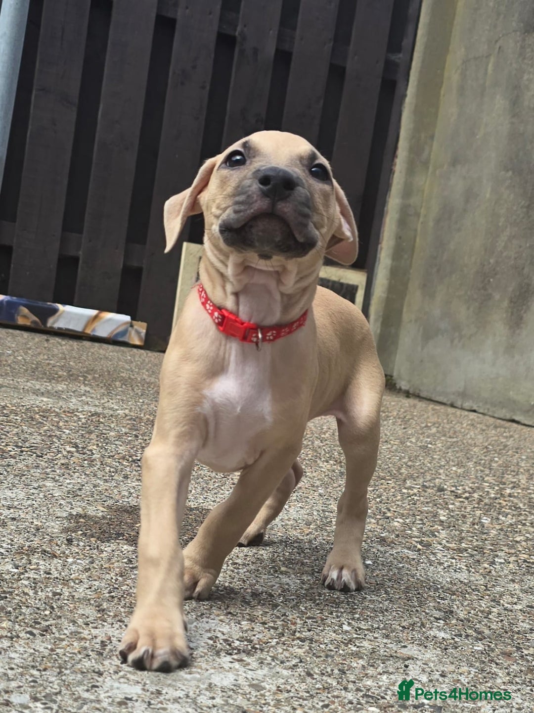 Mixed Breed dogs for sale: Staff cross pups - Image 13