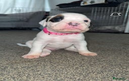 Boxer dogs for sale: Gorgeous KC Registered Boxer Pups - ONLY 3 LEFT - Image 7