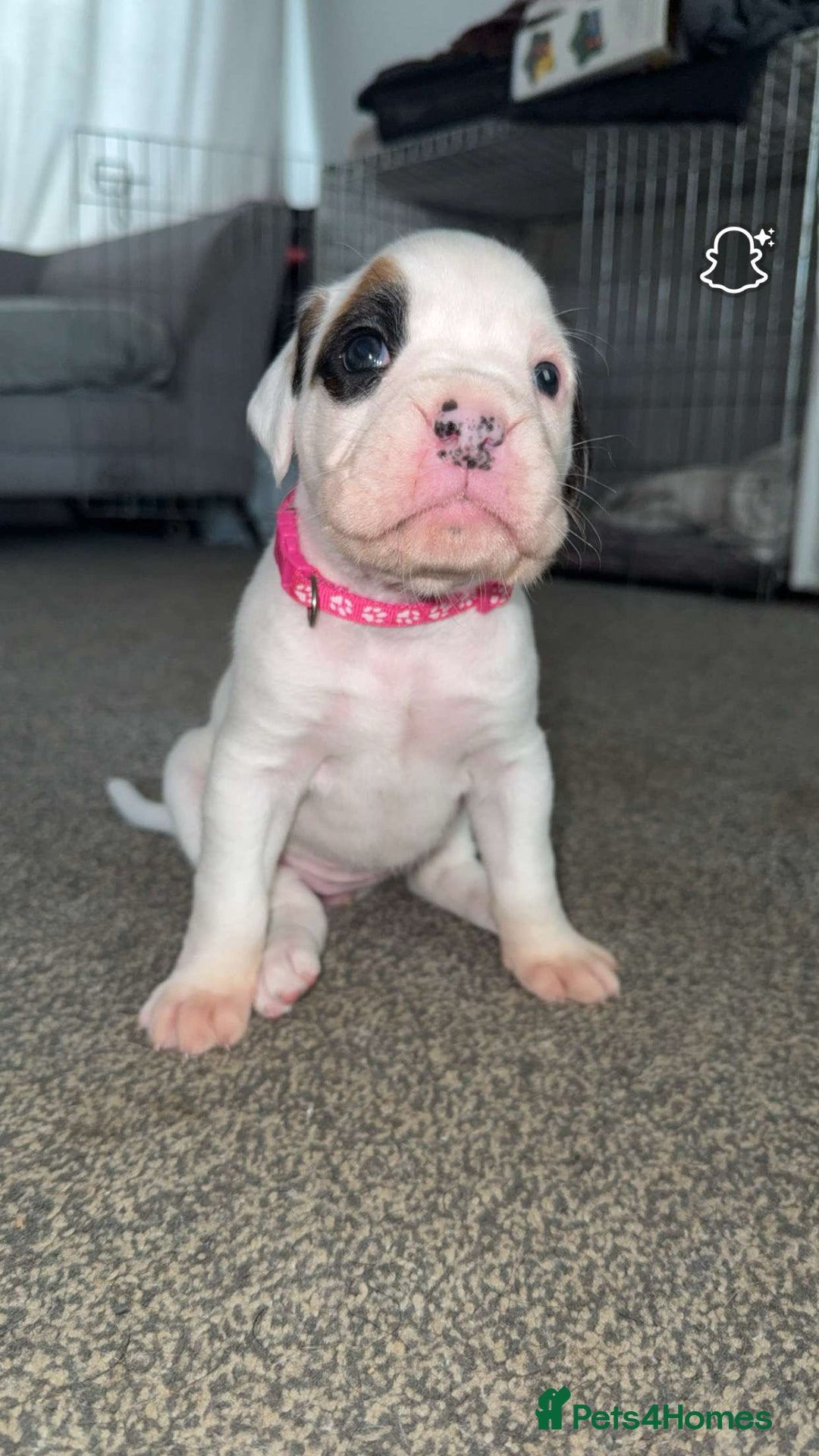 Boxer dogs for sale: Gorgeous KC Registered Boxer Pups - ONLY 3 LEFT - Image 7