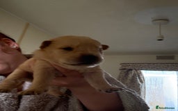 Mixed Breed dogs for sale: German shepherd cross chow chow/French bulldog  - Image 7